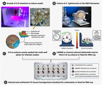 Spaceflight Analogue Culture Enhances the Host-Pathogen Interaction Between Salmonella and a 3-D Biomimetic Intestinal Co-Culture Model